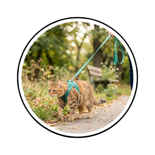 An orange tabby cat wearing a teal harness walks on a paved path outdoors, attached to a matching teal leash held by a person whose arm and hand are visible at the top right. The photo is centered inside a circular frame with a black border on a white background.