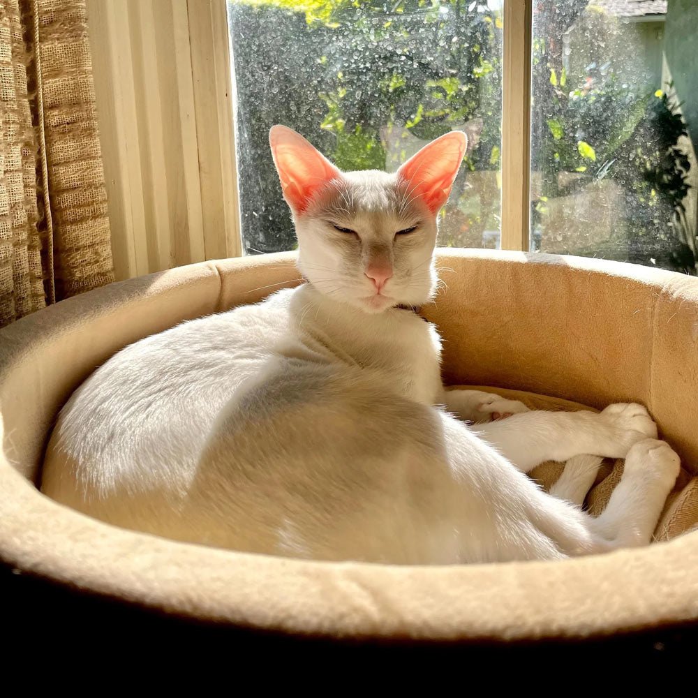K&H Thermo-Kitty Heated Cat Bed
