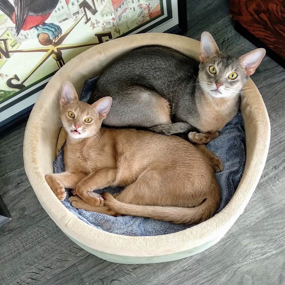 K&H Thermo-Kitty Heated Cat Bed